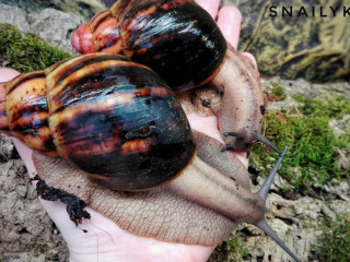 nacre-geant-lescargot-de-compagnie-decontracte