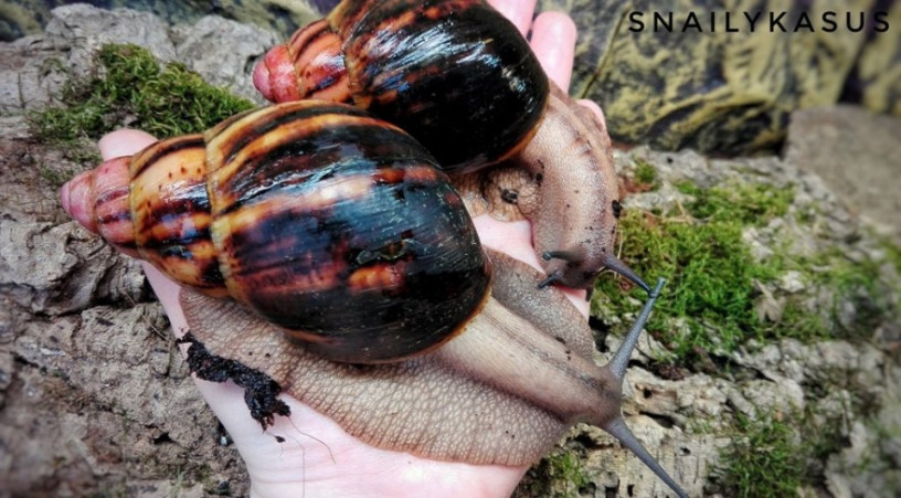 nacre-geant-lescargot-de-compagnie-decontracte-big-0