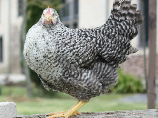 poule-ruche-coucou-de-france-pondeuse-de-luxe