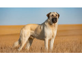 chiot-kangal-gardien-ne-et-doux-geant-small-0